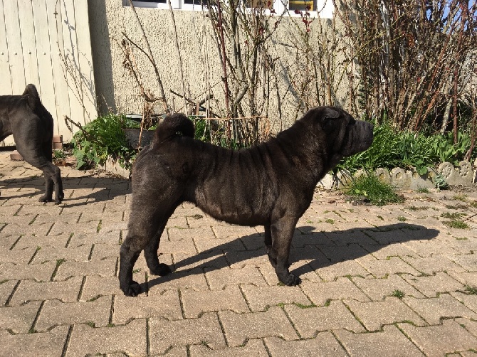 Du Royaume Des Peaux De Sables - Arrivée de notre championne de beauté dans notre famille 