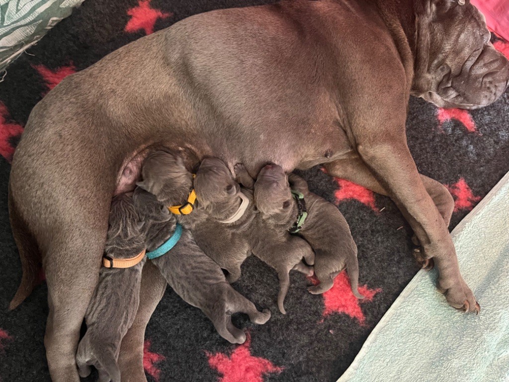 chiot Shar Pei Du Royaume Des Peaux De Sables