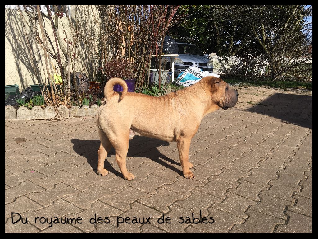 Gold panonia ming des Chandagueres