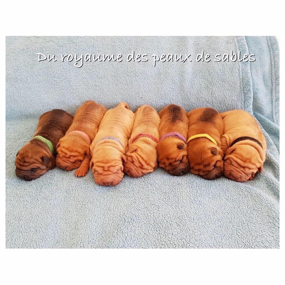 Du Royaume Des Peaux De Sables - Naissance à l'élevage