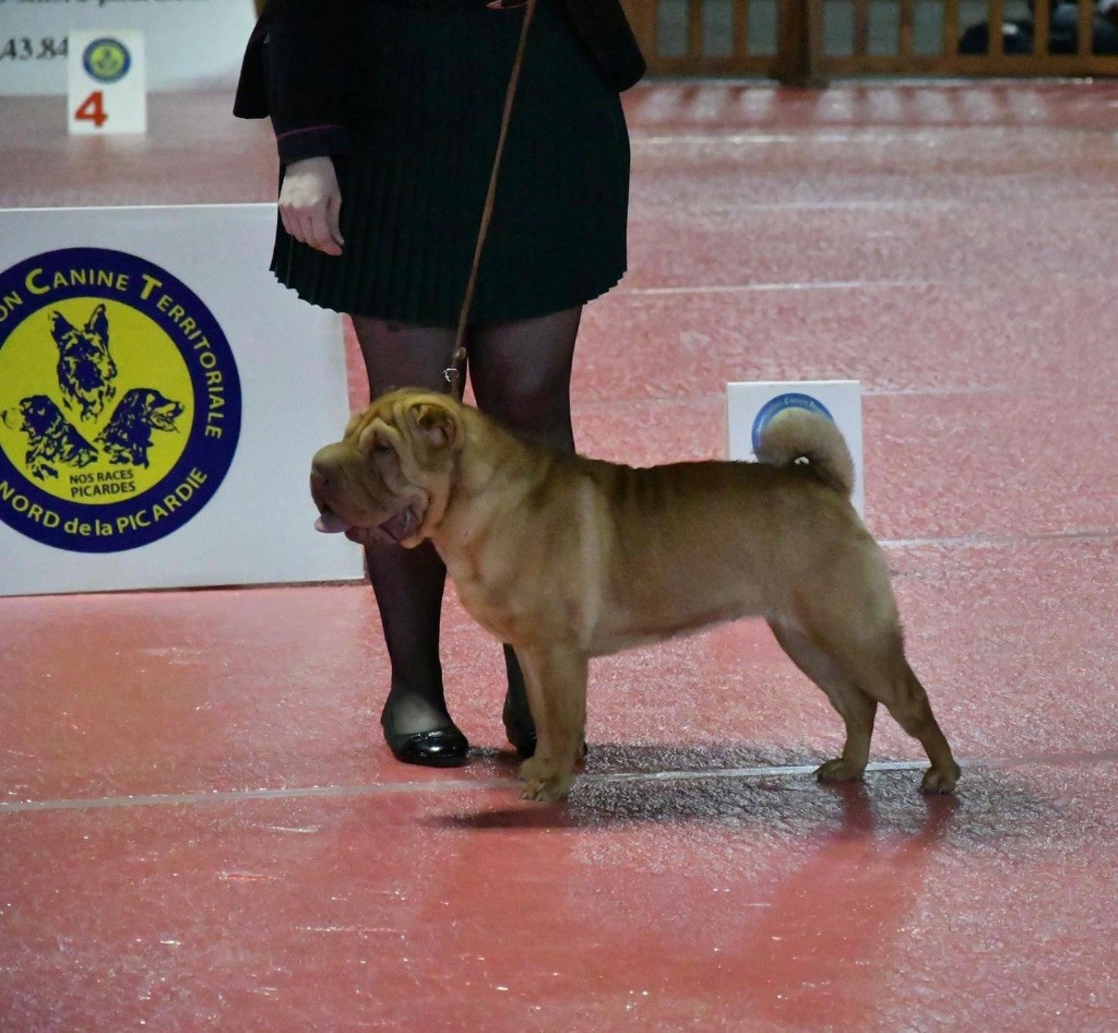 Du Royaume Des Peaux De Sables - L?élevage en exposition canine