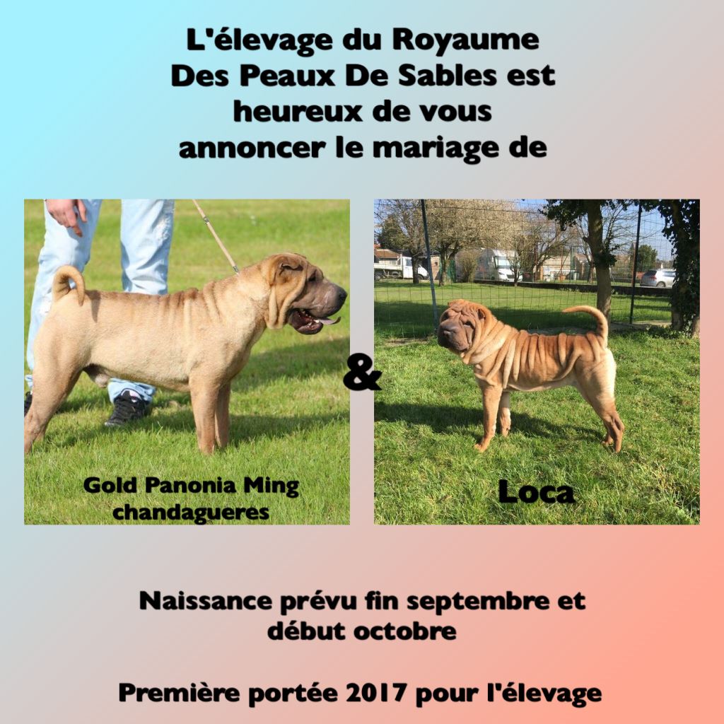 Du Royaume Des Peaux De Sables - Future naissance à l'élevage