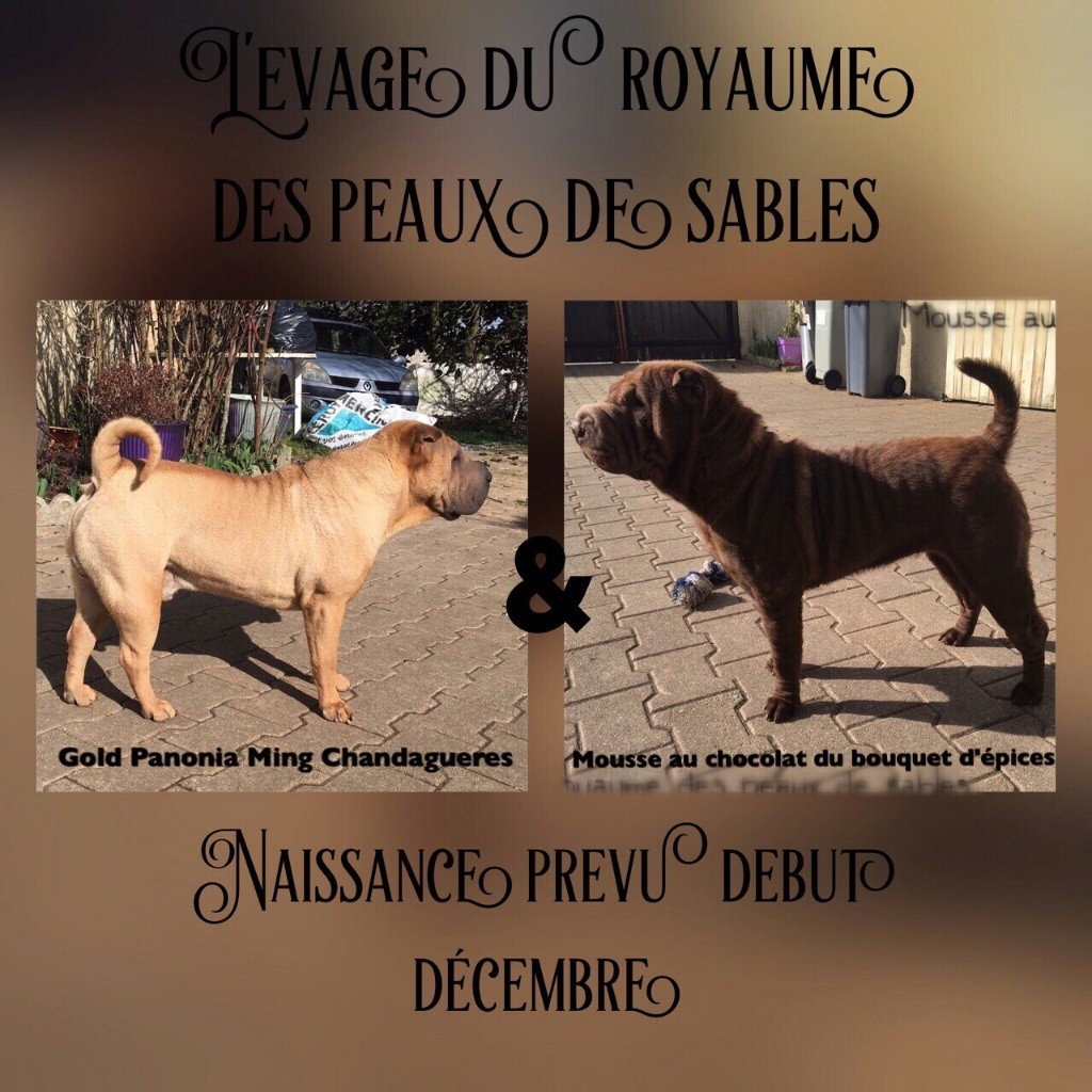 Du Royaume Des Peaux De Sables - Future naissance