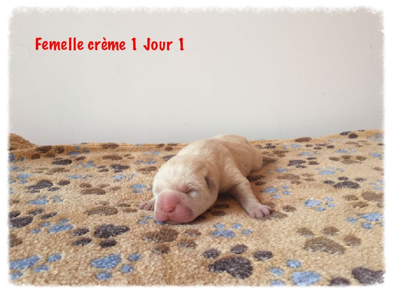 Luna lovegood portée novembre 2015